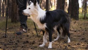 Rase de câini admise la vânătoare în România: reguli, sfaturi și greșeli de evitat. Cum dresezi câinele să vâneze păsări și animale mici
