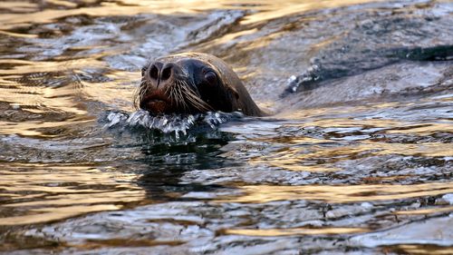 Două foci din Harkov ar putea ajunge la Constanța, unde au fost salvați și patru delfini din Ucraina