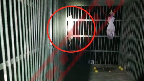 O pisică a fost prinsă în locul ursului Rambo din Ploiești / Felina a rămas captivă în cușca specială dotată cu senzori de mișcare