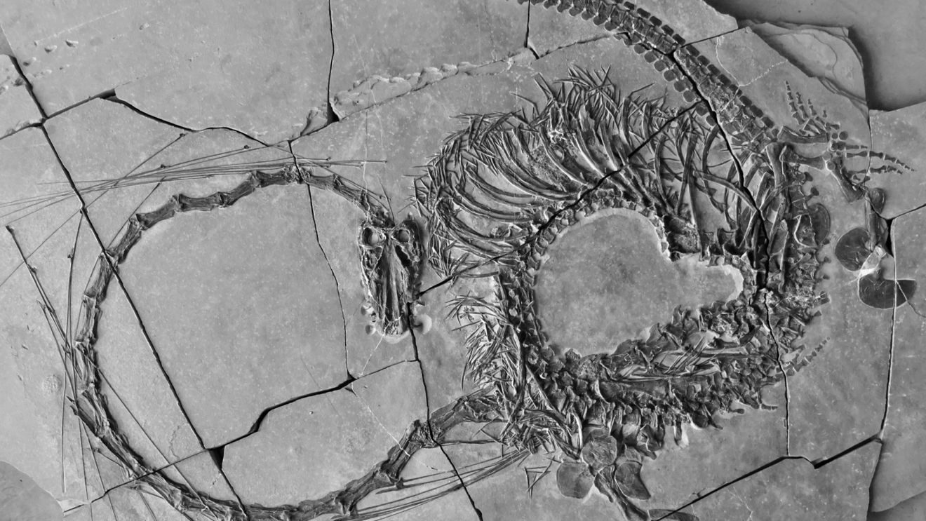 O fosilă de "dragon", veche de 240 de milioane de ani, descoperită în depozite de calcar din China: O reptilă acvatică de 5 metri lungime din perioada triasică