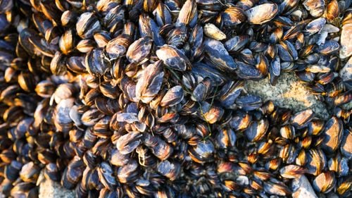 EPPO: O fermă de midii din Marea Neagră, finanțată cu bani europeni, ar putea fi, de fapt, doar un strat de nisip