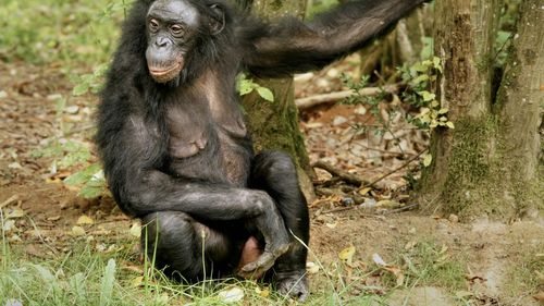 Relații de bună vecinătate: Maimuțele bonobo oferă o privire asupra alianțelor umane din trecut