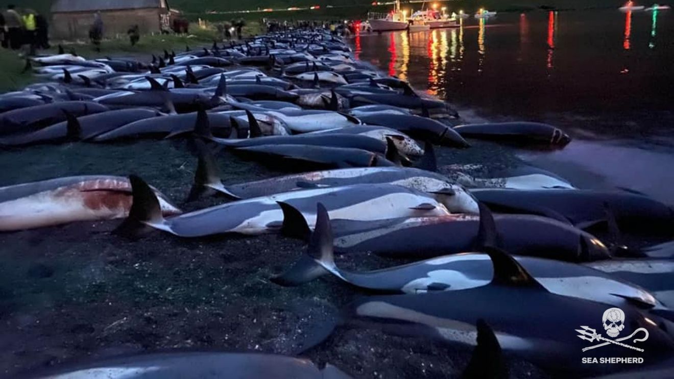 Peste 1.400 de delfini au fost uciși în Insulele Feroe într-o singură zi / Masacrul reprezintă cea mai mare vânătoare din istoria arhipelagului danez