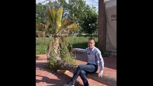 Robert Negoiță vrea să planteze în Hala Laminor doi palmieri crescuți pe orizontală, pentru a fi utilizați pe post de băncuțe / Rădăcinile, înfipte în movile de pământ