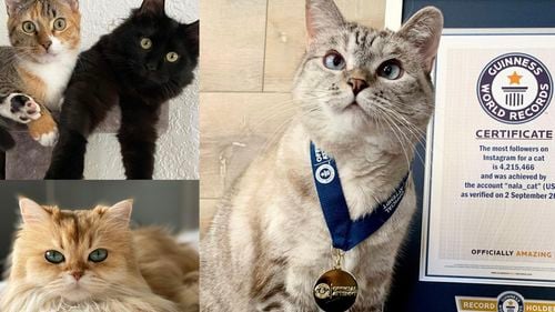 Cele mai populare pisici de pe internet / Top 7 catfluenceri