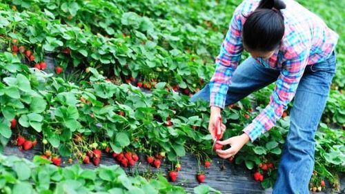 Afacere cu sere pentru căpșuni și salată într-o comună din Giurgiu, anchetată de Parchetul European / Aproape 2 milioane de euro ar fi fost obținute ilegal cu documente false