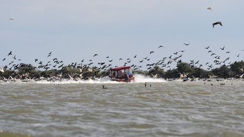 Imagini cu o barcă din Deltă care intră cu viteză într-un stol de pelicani / Administrația Rezervației Biosferei Delta Dunării s-a limitat la un ”apel pentru un comportament responsabil”