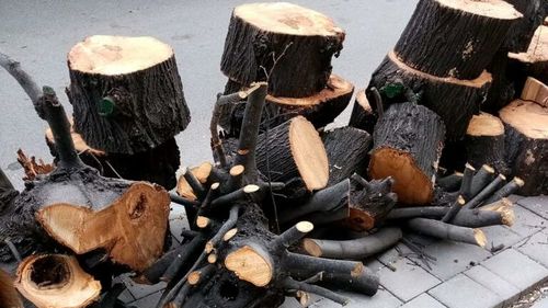 Primăria Constanța a fost amendată de Garda de Mediu cu 10.000 de lei pentru că a tăiat mai mulți tei sănătoși din centrul orașului/ Tăierea copacilor a fost unul dintre motivele invocate de city manager în demisie