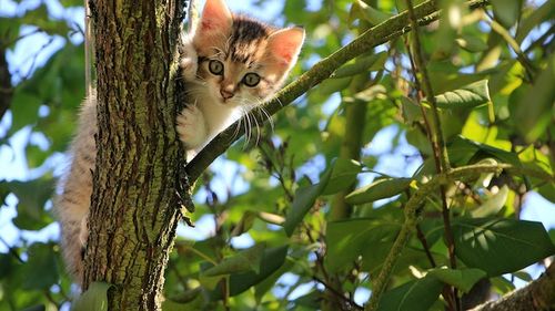 “Insula Pisicilor”: Cum au creat negustorii de sardine de pe mica insulă japoneză Aoshima un paradis al felinelor, cu aproape 40 de pisici pe cap de locuitor