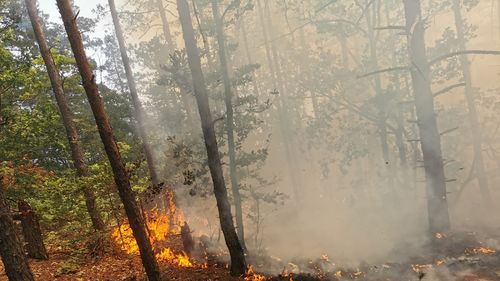 Incendiul de pădure din Mehedinţi încă nu este stins, pompierii se luptă cu flăcările de câteva zile / Se intervine în continuare cu aeronave militare