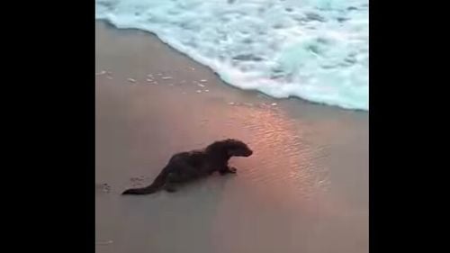 VIDEO Vidră, surprinsă pe plaja de la Eforie Nord / A fost filmată plimbându-se printre turiști