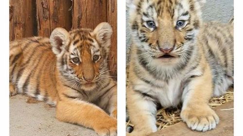 Premieră istorică la Zoo Oradea: doi pui de tigru siberian s-au născut în captivitate / Puii vor fi ținuți în carantină până la vârsta de trei luni / În Europa s-au născut aproximativ 25 de tigri siberieni, anul trecut
