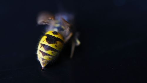 Specia de viespi care poate tolera concentrații de alcool de 80% fără să fie afectată