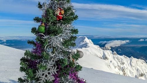 Natural vs. artificial: Ce brad de Crăciun are un impact mai mic asupra climei?