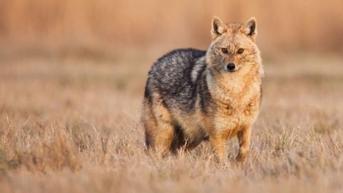 Bărbat reţinut 24 de ore, după ce a încercat să împuşte un şacal, dar a rănit un câine / Deţinea legal arma, dar nu avea autorizaţie de vânătoare