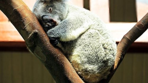 Exemplarele de koala din Australia vor fi vaccinate împotriva bolii chlamydia