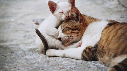 Programul care încălzește inimile: Pisicile nimănui primesc adăposturi sigure în județul Ilfov. Cum poți solicita o căsuță pentru felinele fără adăpost (VIDEO)