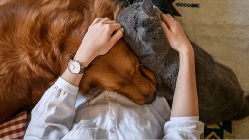 Durerea cauzată de dispariția animalului de companie este reală. Cum să faci față pierderii celui mai bun prieten al tău