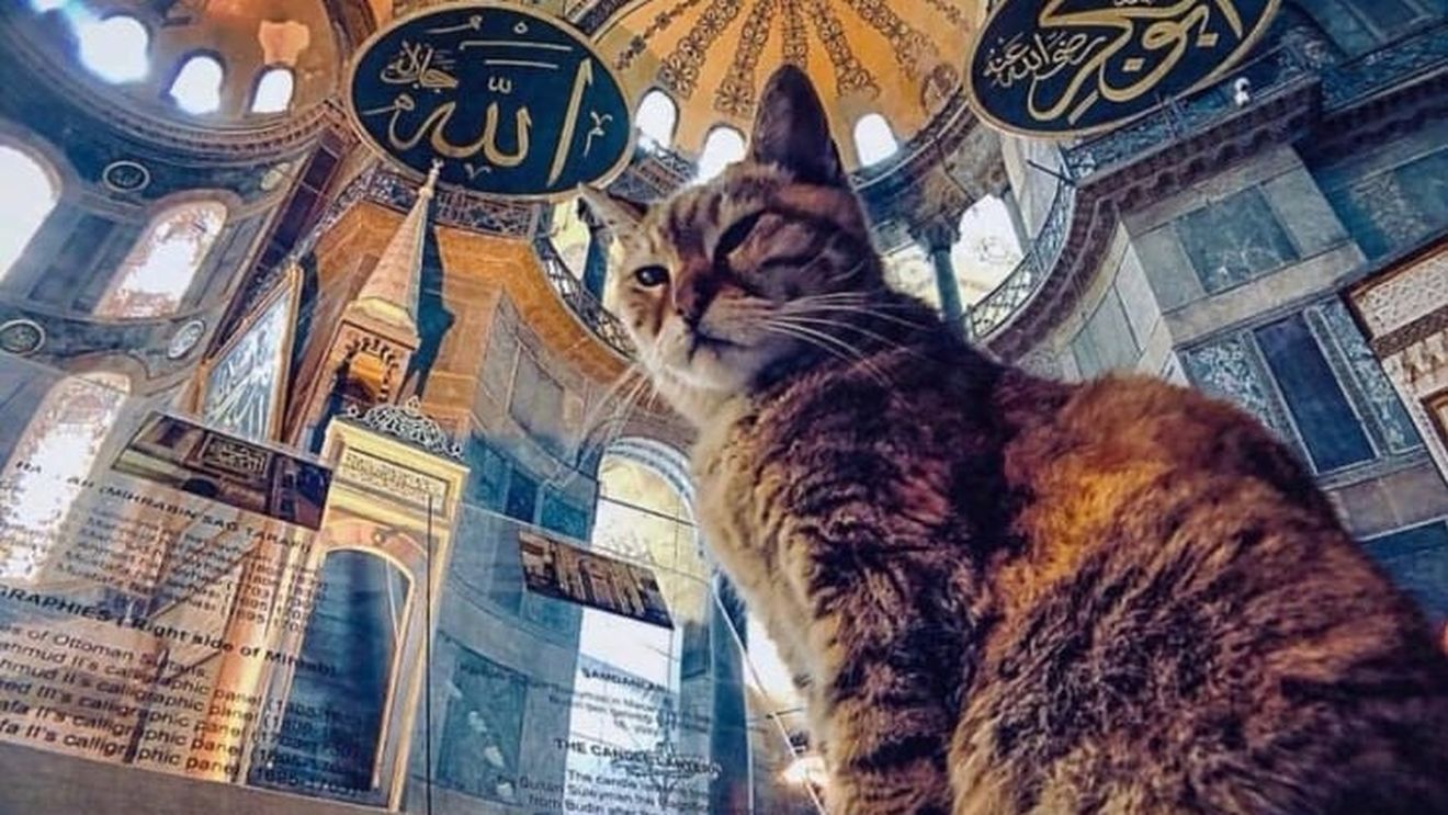 Pisica Gli poate rămâne, chiar dacă Sfânta Sofia a fost transformată în moschee