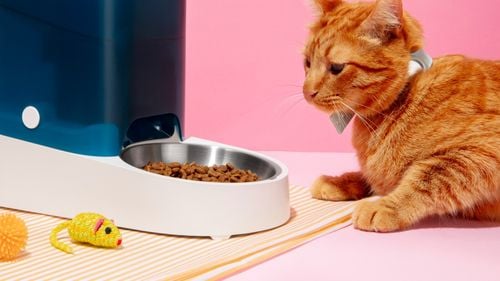 Industria hranei pentru animale trece pe premium: Piața globală se dublează până în 2035