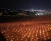 Recoltă record pentru ferma clujeană care a aprins în aprilie mii de lumânări pentru a scăpa cireșii de îngheț: aproape 300 de tone de fructe / În 2025, s-au recoltat doar 80 de tone de cireșe