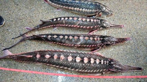 Dosare penale pentru pescuit în timpul prohibiției/ Polițiștii de frontieră au prins mai multe persoane cu sturioni și plase de mono-filament, interzise la pescuit