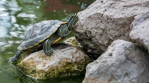 India: Aproape 60 de țestoase au murit într-un lac din apropiere de Mumbai / Experții în faună sălbatică spun că animalele ar fi fost otrăvite intenționat