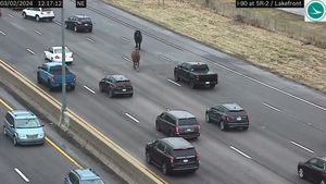VIDEO Doi cai evadați din grajdurile poliției au galopat pe cea mai lungă autostradă din Statele Unite