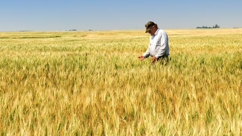 Motorina scumpă lovește agricultura / Fermierii vorbesc despre costuri tot mai greu de dus: „Am cumpărat motorină pe credit”