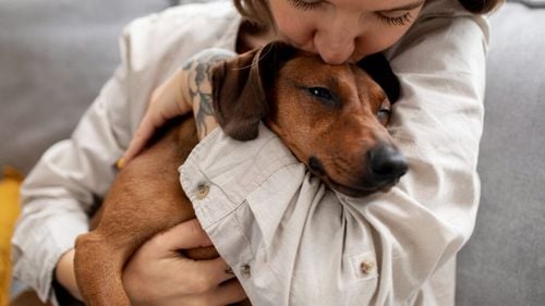 Discriminare sau protecție? Ce înseamnă „yellow dog” și de ce provoacă o dezbatere aprinsă în rândul stăpânilor / E corect să interzicem câinii anxioși de la evenimente?