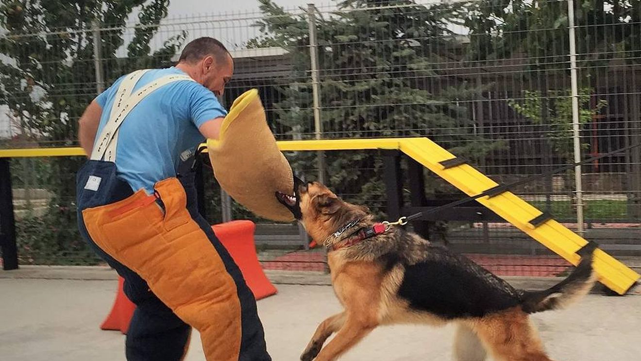 Vrei să-ți dresezi animalul de companie? Iată când să începi și de ce să ții cont