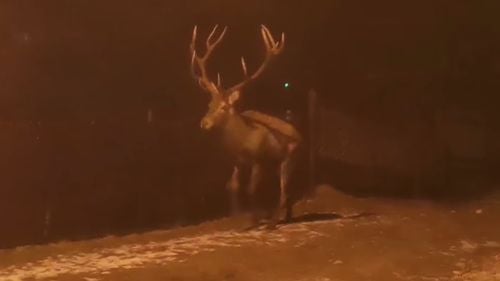 VIDEO Un cerb rănit, filmat pe străzile din Câmpulung Moldovenesc