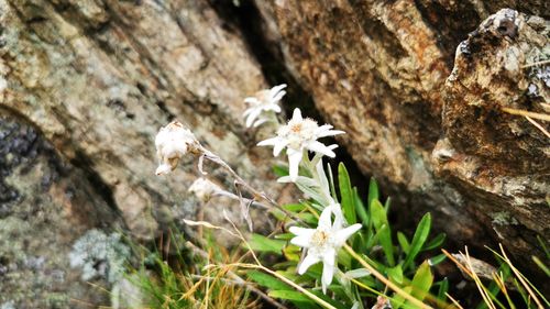 Banca de Resurse Genetice Vegetale (Buzău) a fost dotată cu un GPS al plantelor. Dispozitivul ajută la monitorizarea speciilor amenințate de schimbările climatice