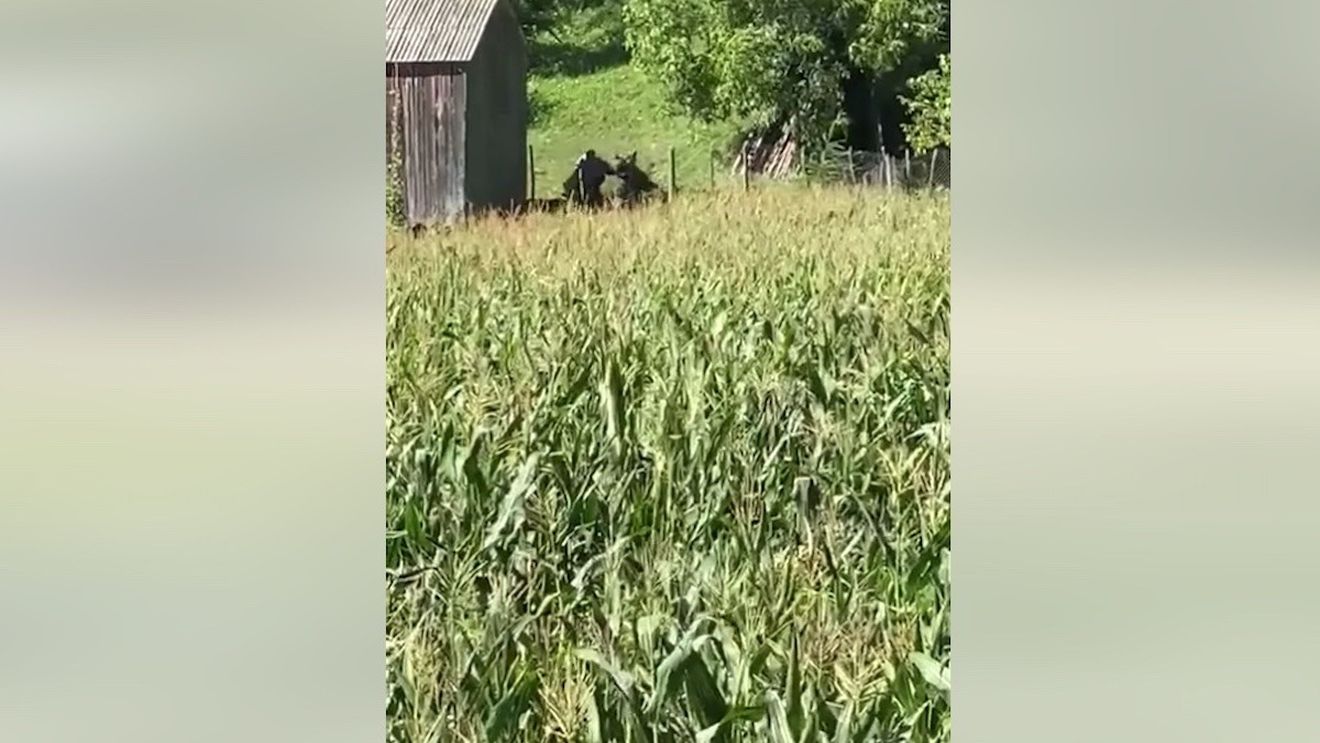 VIDEO Vânătorii din Neamț au filmat momentul în care un coleg e atacat de urs / Animalul era tranchilizat după ce s-a prins într-un gard / S-a trezit și l-a atacat pe omul care încerca să-l salveze