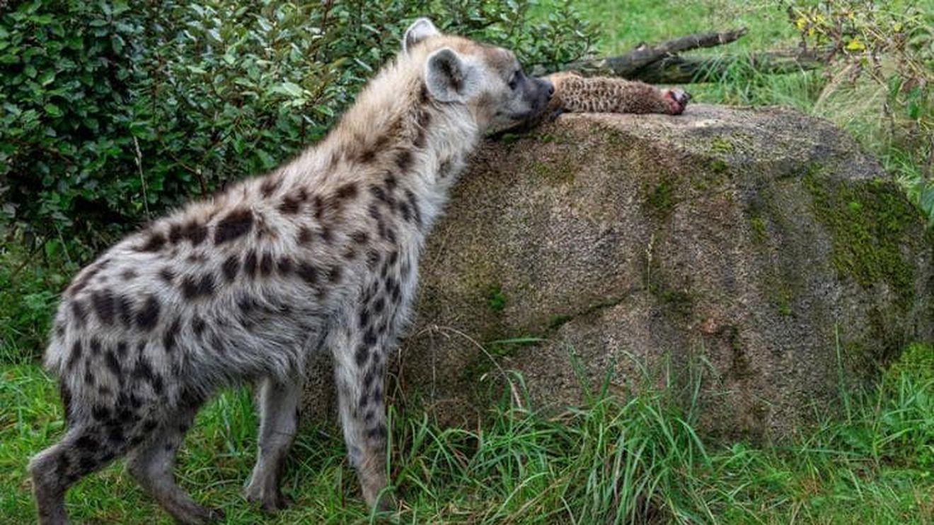 Vreme rea și în Republica Moldova. Un copac a căzut la Zoo Chișinău peste un copil de 6 ani