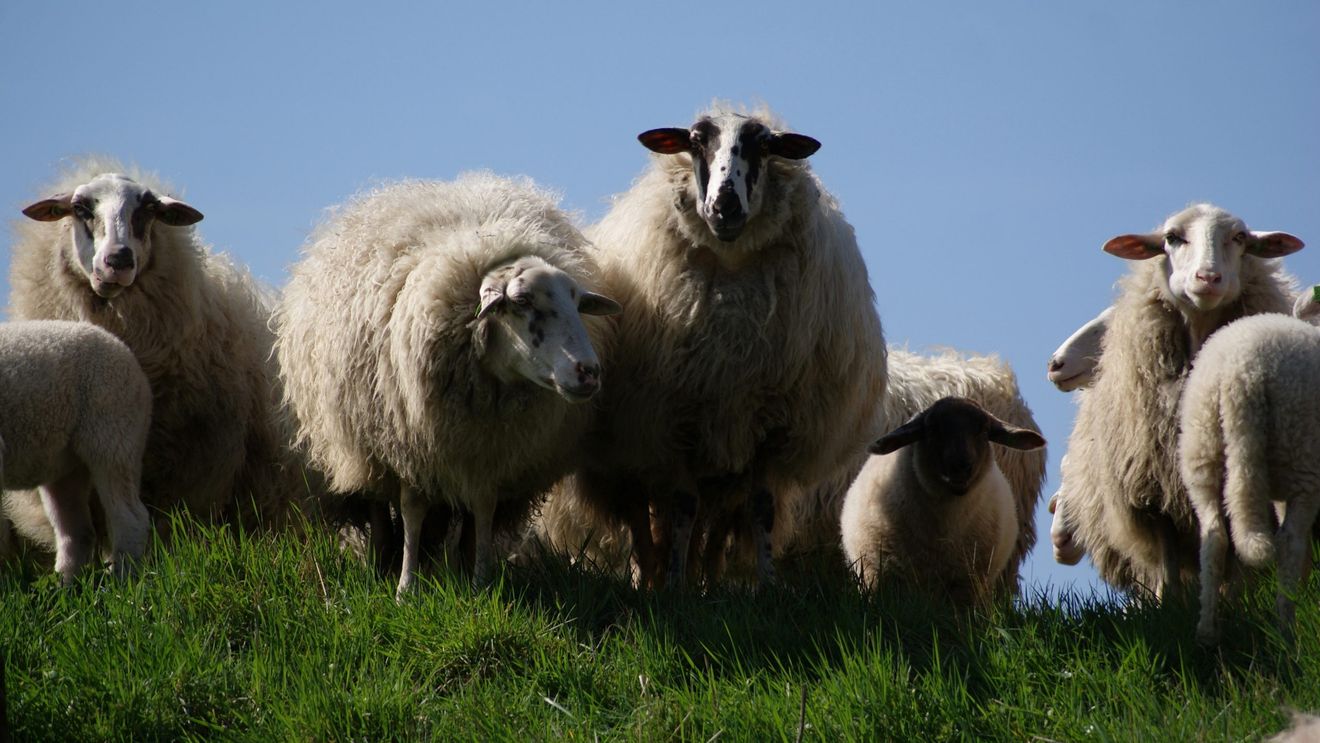 Animals International dă în judecată Guvernul României pentru un transport în condiții necorespunzătoare a 30.000 de oi în Golful Persic