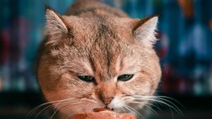 În hrana pentru animale din comerț s-a găsit carne de rechini pe cale de dispariție, ascunsă sub denumiri înșelătoare