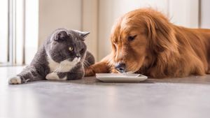 Alimente interzise pentru câini și pisici: Ce NU trebuie să le dai niciodată