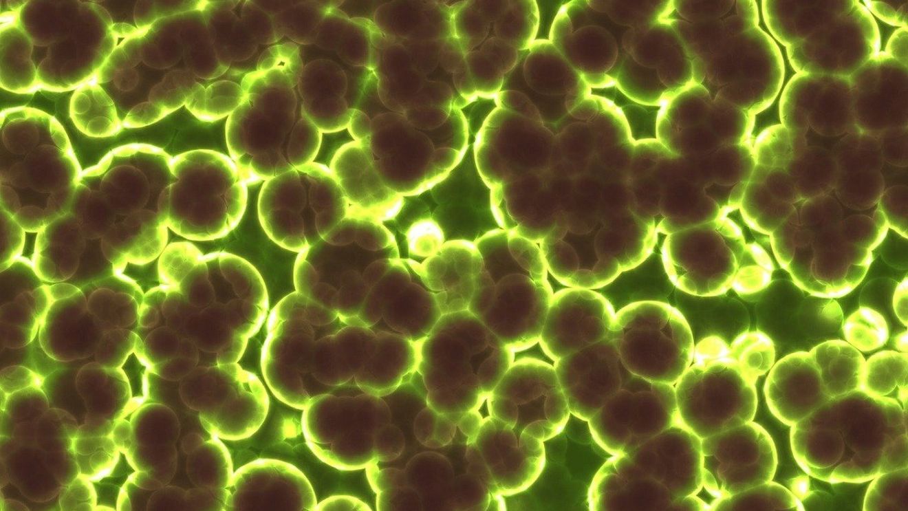 Pelicula protectoare creată de bacterii pe microplastice ajută la creșterea superbacteriilor rezistente la antibiotic, arată un studiu