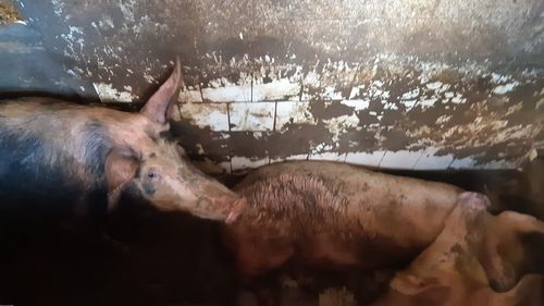 VIDEO Un bucureștean crește 34 de porci în cartierul Obor. Vecinii sunt terorizați de șobolani, miros și mizerie, autoritățile nu fac nimic. Inspectorii veterinari: ”Există condiţii corespunzătoare de igienă”