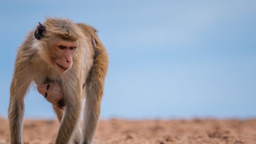 Atacuri în serie și neobișnuit de ample ale macacilor într-un oraş din vestul Japoniei / 42 de persoane, rănite de la începutul lunii iulie / Autoritățile folosesc arme hipodermice pentru a-i calma