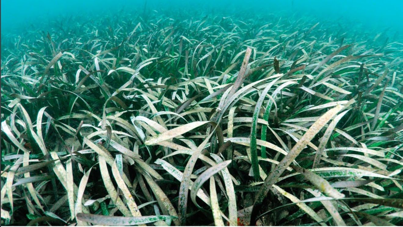 Cercetătorii au descoperit "cea mai întinsă plantă de pe Pământ" pe coasta de vest australiană. Planta acoperă o suprafață de trei ori mai mare decât dimensiunea insulei Manhattan