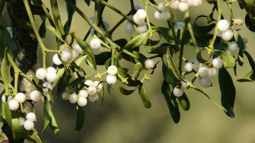 Obiceiuri şi superstiţii de Anul Nou la români - Pluguşorul, Jocul Caprei şi Jocul Ursului, practicate încă din cele mai vechi timpuri. Vâsc, bani în buzunar şi haine noi, pentru belşug şi noroc