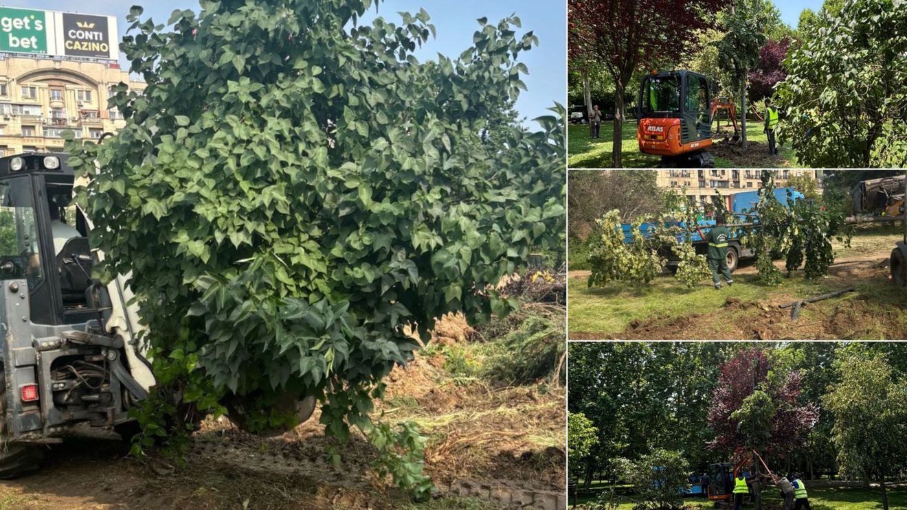 Intervențiile asupra vegetației din șantierul de la Planșeul Unirii, conform avizului de mediu: 16 arbori și 26 de arbuști au fost relocați în Parcul Lumea Copiilor, iar în Parcul Unirii au început defrișările controlate