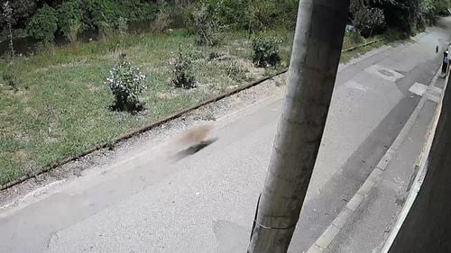 Șacal filmat aproape de centrul municipiului Aiud / Animalul sălbatic a fost surprins fugind după o pisică