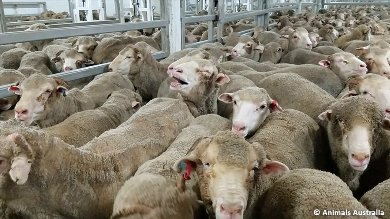 Autoritatea Sanitar Veterinară derulează o procedură pentru adopţia celor 180 de oi salvate după accidentul din portul Midia