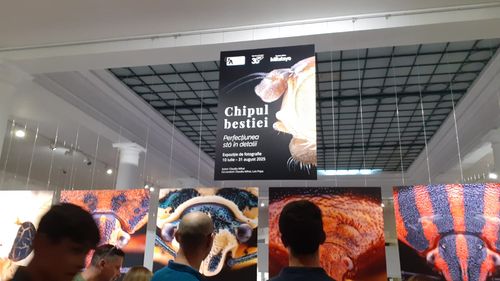 Nouă expoziție la Muzeul Antipa: „Chipul bestiei. Perfecțiunea stă în detalii”, o incursiune în lumea ascunsă a insectelor