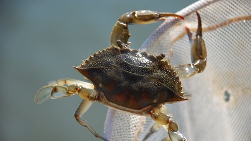 Guvernul italian alocă 2,9 milioane de euro pentru a salva fermele de scoici ameninţate de o specie invazivă de crabi