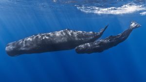 AI-ul este pe cale să traducă limbajul animalelor. Comunicarea interspecii ar putea fi posibilă peste doar un an