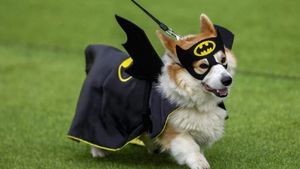Carnaval canin în Lituania: Sute de câini Corgi costumați în supereroi au oferit un spectacol unic, demonstrând că pot fi și atleți, și vedete